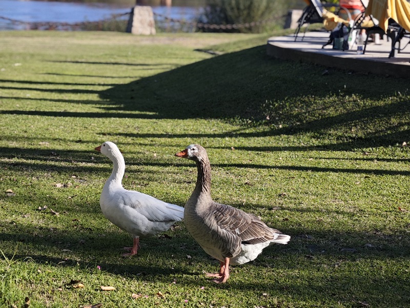 Naturaleza en un amplio parque Hotel Naturaleza Gualeguaychú